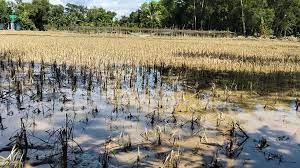 চাঁদপুরে বন্যায় কৃষিতে ৯১ কোটি টাকার ক্ষতি